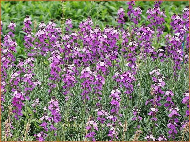 Erysimum 'Bowles Mauve' | Vaste muurbloem