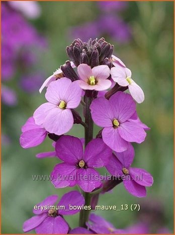 Erysimum 'Bowles Mauve' | Vaste muurbloem