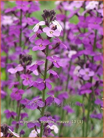 Erysimum 'Bowles Mauve' | Vaste muurbloem