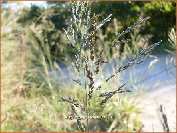 Eragrostis curvula | Liefdesgras