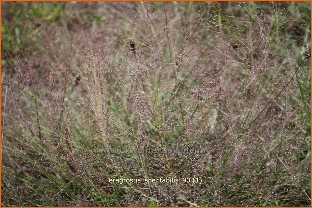 Eragrostis spectabilis | Liefdesgras