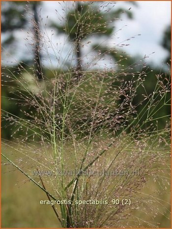 Eragrostis spectabilis | Liefdesgras