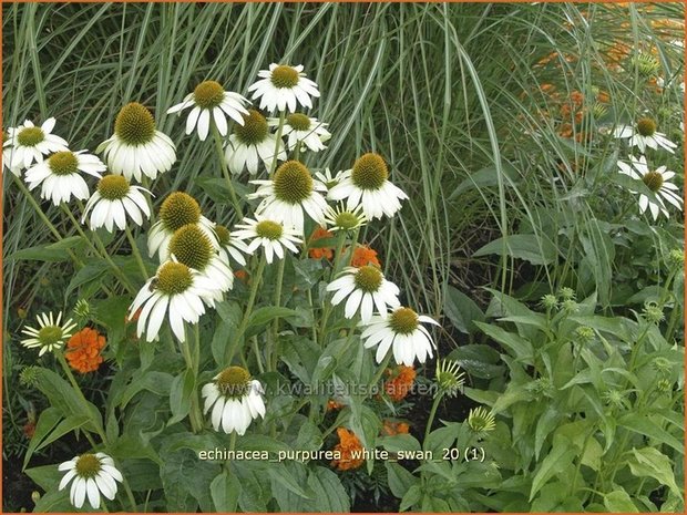 Echinacea purpurea 'White Swan' | Zonnehoed