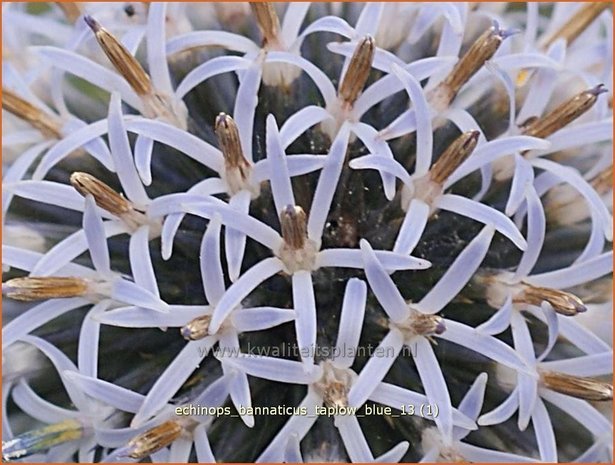 Echinops bannaticus 'Taplow Blue' | Kogeldistel | Banater Kugeldistel