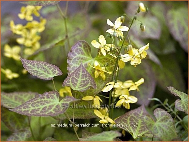 Epimedium perralchicum 'Frohnleiten' | Elfenbloem