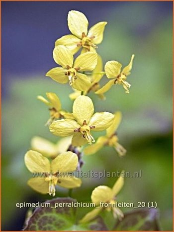 Epimedium perralchicum 'Frohnleiten' | Elfenbloem