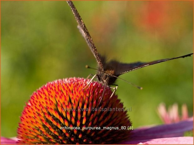 Echinacea purpurea 'Magnus' | Zonnehoed