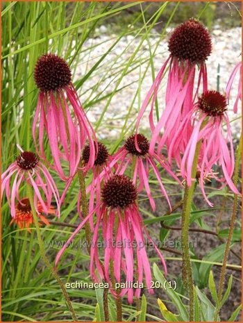 Echinacea pallida | Zonnehoed