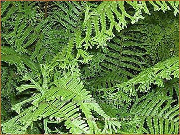 Dryopteris affinis 'Polydactyla Dadds' | Geschubde mannetjesvaren