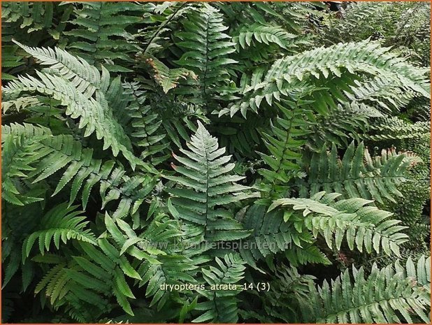 Dryopteris atrata | Niervaren | Elefantenrüsselfarn