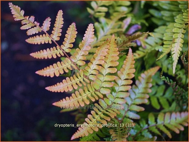 Dryopteris erythrosora 'Prolifica' | Rode sluiervaren, Herfstvaren