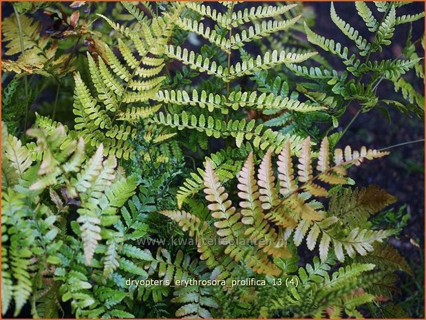 Dryopteris erythrosora 'Prolifica' | Rode sluiervaren, Herfstvaren