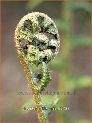 Dryopteris filix-mas | Niervaren, Mannetjesvaren