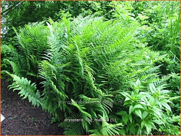 Dryopteris filix-mas | Niervaren, Mannetjesvaren