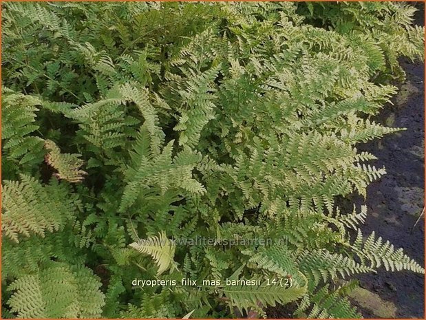 Dryopteris filix-mas 'Barnesii' | Niervaren, Mannetjesvaren