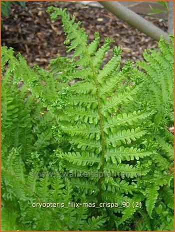 Dryopteris filix-mas 'Crispa' | Niervaren, Mannetjesvaren