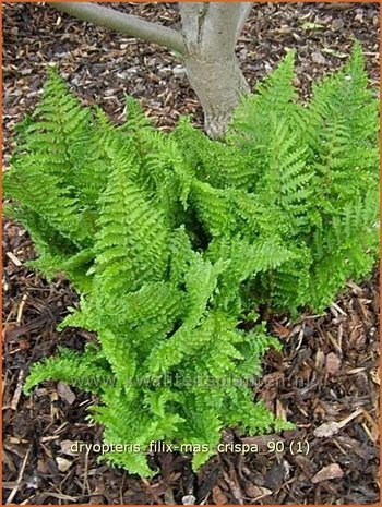 Dryopteris filix-mas 'Crispa' | Niervaren, Mannetjesvaren