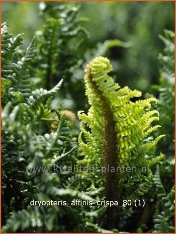 Dryopteris affinis 'Crispa' | Geschubde mannetjesvaren