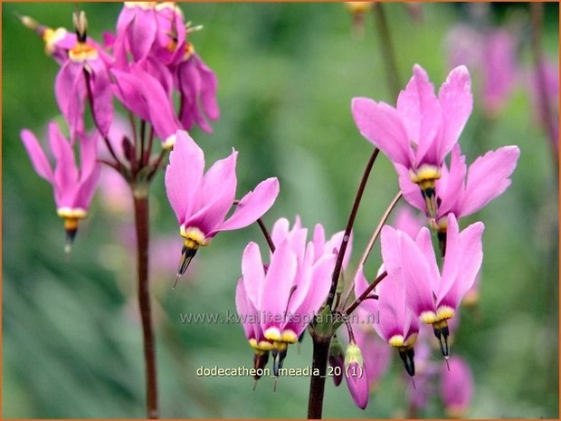 Dodecatheon meadia | Twaalfgodenkruid