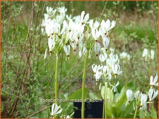 Dodecatheon meadia 'Album' | Twaalfgodenkruid