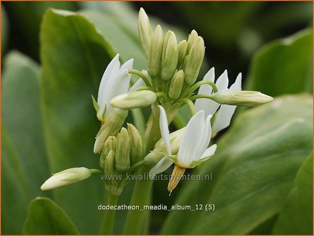 Dodecatheon meadia 'Album' | Twaalfgodenkruid