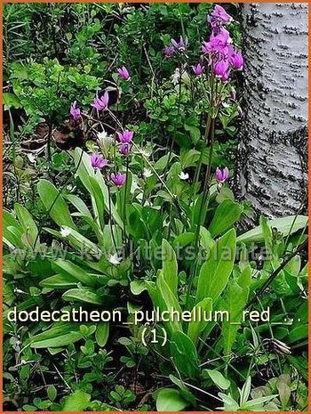 Dodecatheon pulchellum 'Red Wings' | Twaalfgodenkruid