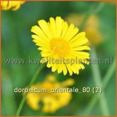 Doronicum orientale | Voorjaarszonnebloem