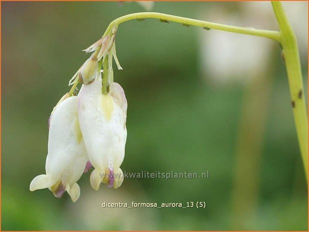 Dicentra formosa 'Aurora' | Gebroken hartje, Tranend hartje