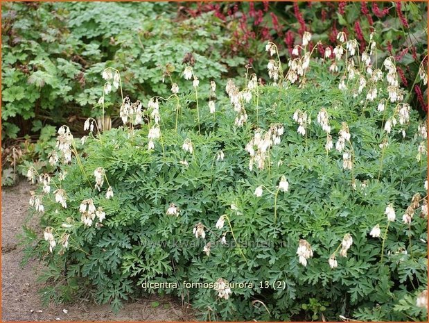 Dicentra formosa 'Aurora' | Gebroken hartje, Tranend hartje