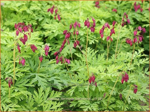 Dicentra formosa 'Bacchanal' | Gebroken hartje, Tranend hartje | Schöne Herzblume