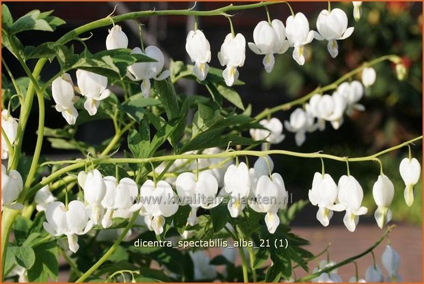 Dicentra spectabilis 'Alba' | Gebroken hartje, Tranend hartje