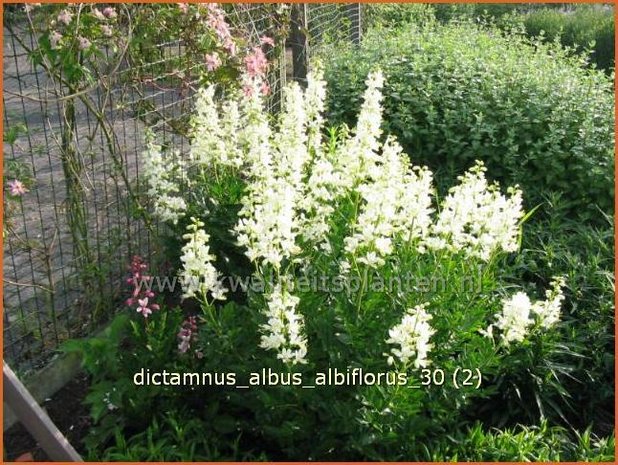 Dictamnus albus 'Albiflorus' | Vuurwerkplant, Essenkruid