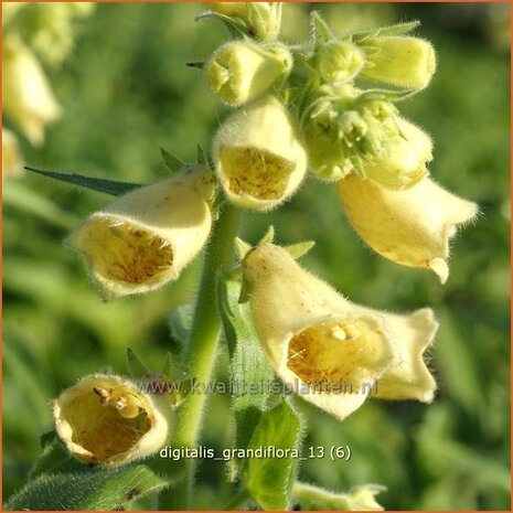 Digitalis grandiflora | Vingerhoedskruid