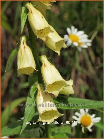 Digitalis grandiflora | Vingerhoedskruid