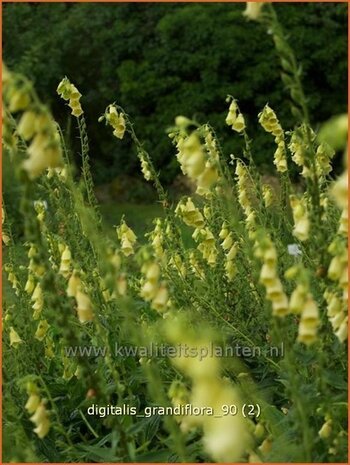 Digitalis grandiflora | Vingerhoedskruid