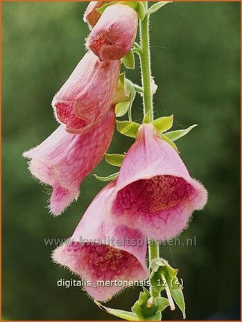 Digitalis 'Mertonensis' | Vingerhoedskruid