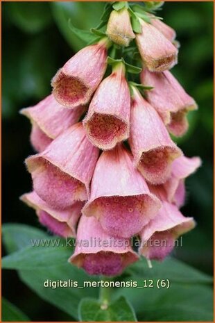 Digitalis 'Mertonensis' | Vingerhoedskruid