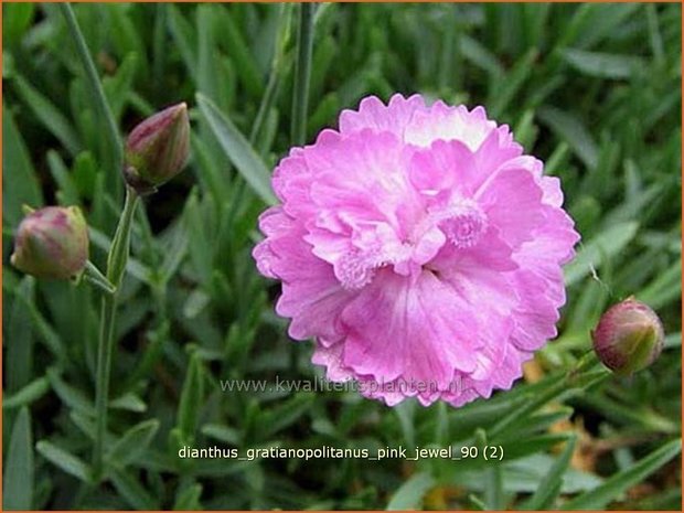 Dianthus gratianopolitanus 'Pink Jewel' | Anjer
