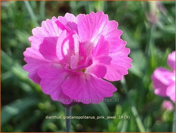 Dianthus gratianopolitanus 'Pink Jewel' | Anjer