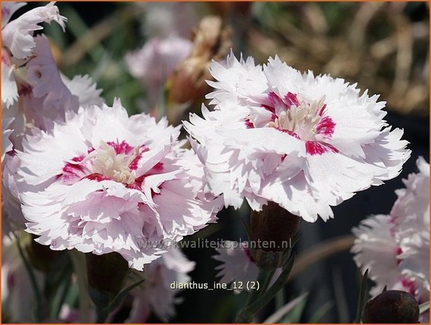 Dianthus 'Ine' | Anjer