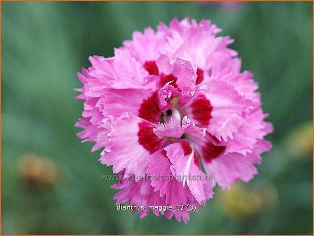 Dianthus 'Maggie' | Anjer