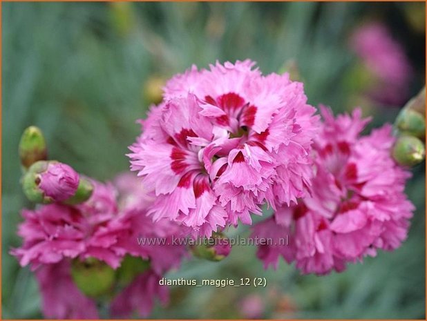 Dianthus 'Maggie' | Anjer
