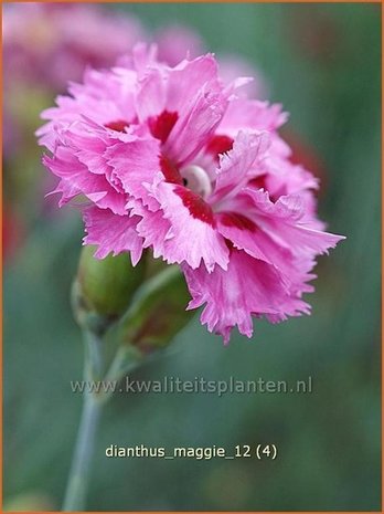 Dianthus 'Maggie' | Anjer