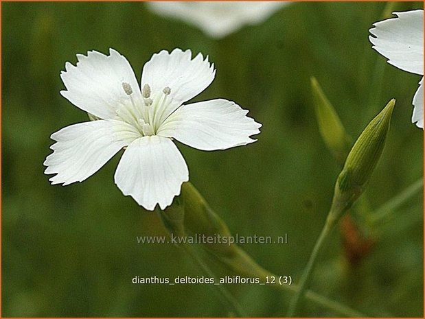 Dianthus deltoides 'Albiflorus' | Anjer, Steenanjer