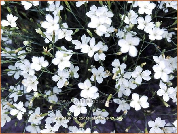 Dianthus deltoides 'Albiflorus' | Anjer, Steenanjer