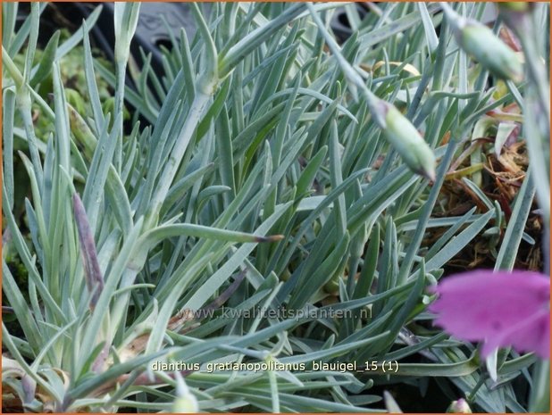 Dianthus gratianopolitanus 'Blauigel' | Rotsanjer, Anjer