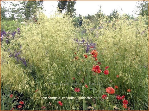 Deschampsia cespitosa &#39;Goldschleier&#39; | Ruwe smele, Smele | Waldschmiele