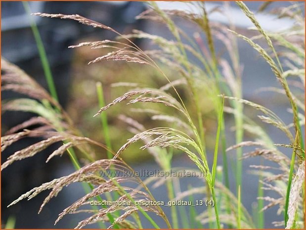 Deschampsia cespitosa 'Goldtau' | Ruwe smele