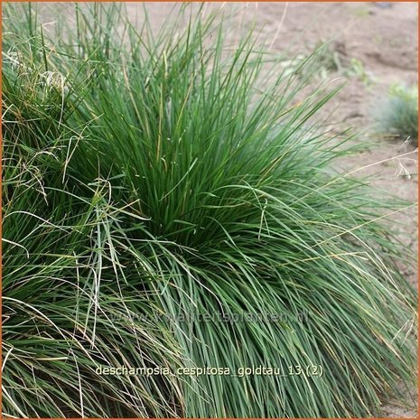 Deschampsia cespitosa 'Goldtau' | Ruwe smele