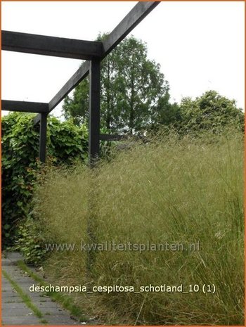 Deschampsia cespitosa 'Schotland' | Ruwe smele